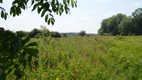 A view across open grassland with an abundance of wildflowers