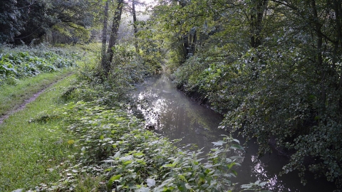 Flitwick Moor