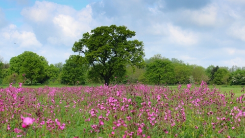 Ferry Meadow wildflower seeding