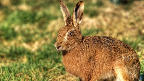 Hare