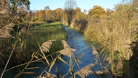 Great Fen