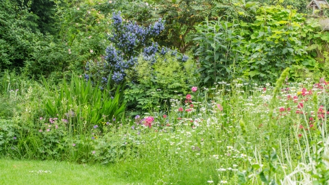 Wildlife Garden - Peterborough