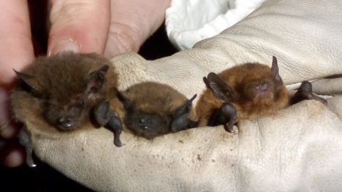 Bats nathusius common and soprano pipistrelles