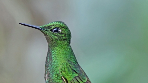 Hummingbird - Buff-tailed Coronet