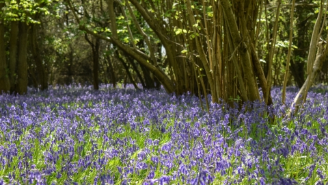 Brampton Wood Bluebells