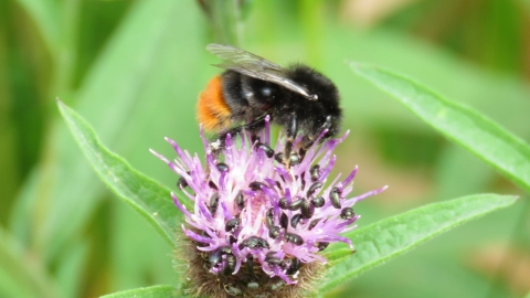 Bombus lapidarius - Brian Eversham