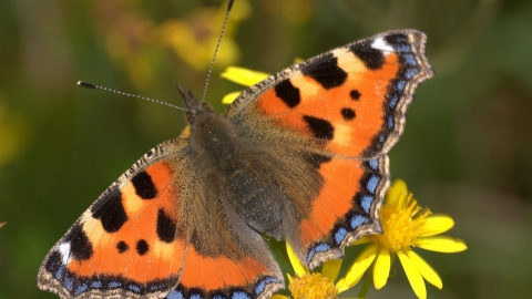 Tortoiseshell Butterfly - Brian Eversham