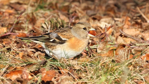 Female brambling