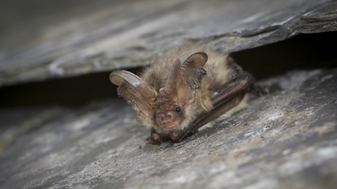 Long Eared Bat - Tom Marshall