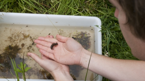 Pond dipping - Katrina Martin 2020Vision