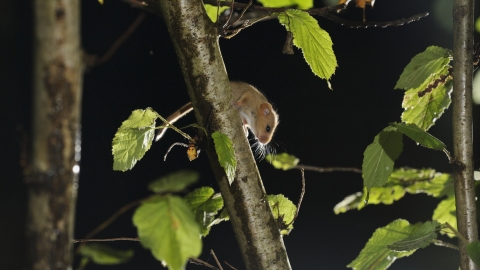 Camera trap image - 2020 Vision