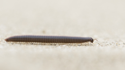 Millipede - Chris Lawrence