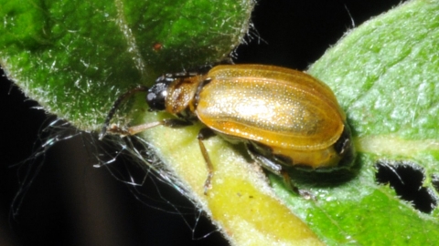 Sallow Leaf Beetle - Brian Eversham