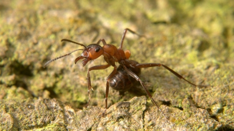 Ant - Brian Eversham