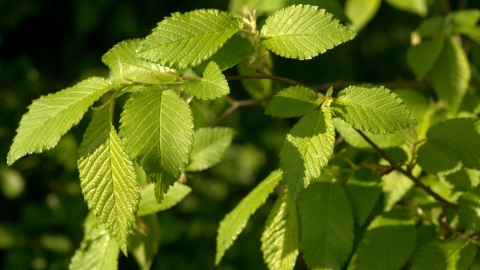 Elm leaves in the sun