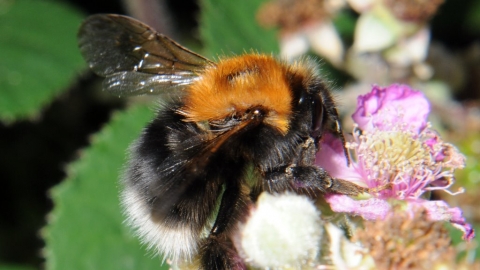 Tree bumblebee, Bombus hypnorum by Brian Eversham