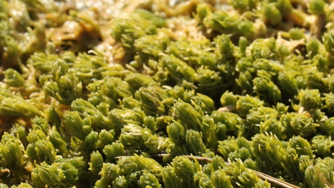 Stonewort - Chris Kirby-Lambert