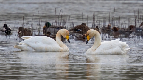 A pair of whooper swans face to face on the water at Pitsford