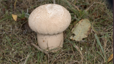Fungi - The Wildlife Trust