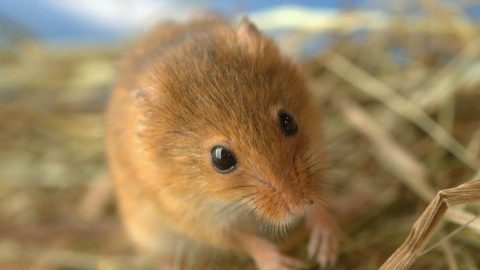 Harvest mouse - Brian Eversham