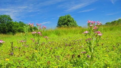 Living Landscape