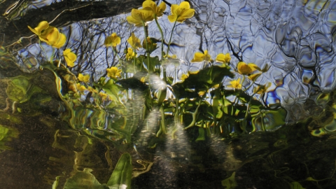 Marsh Marigold - Linda Pitkin/2020 Vision