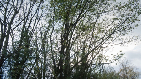 Midland Elm - Brian Eversham