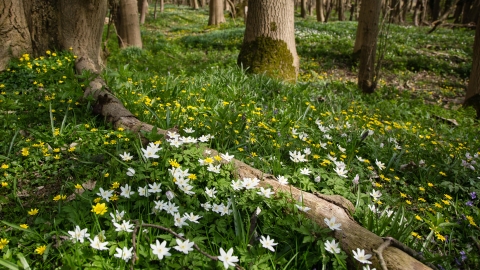 Signs of Spring