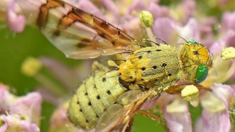 Picture-winged fly - John Showers