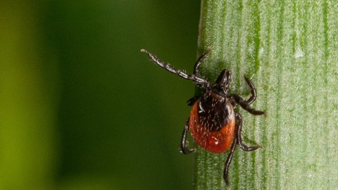 Tick