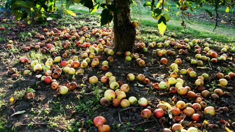 Apples - windfall apples
