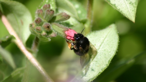 Hairy-footed flower bee (female)