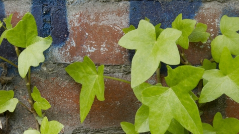 Urban Plants - Paul Hobson