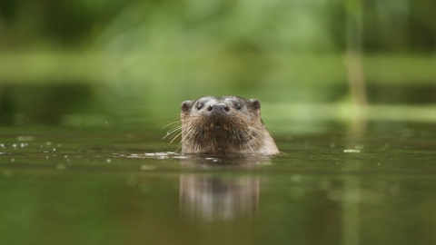 Otter