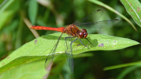 Dragonfly at Felmersham