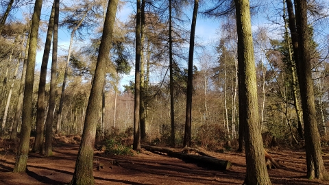 Lings Nature Reserve