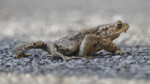 Toad crossing the road by John Bridges