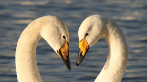 Whooper swans by Tony Winchester