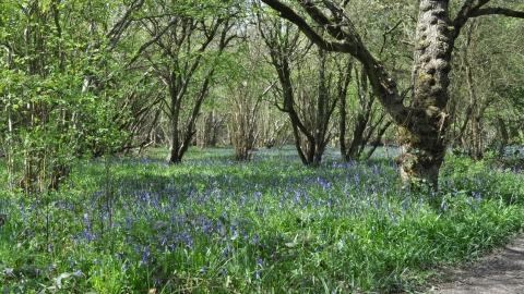 Bluebells