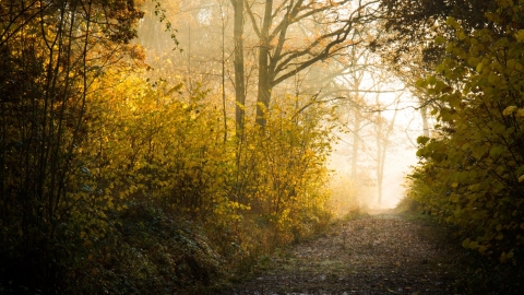 Wareseley Wood