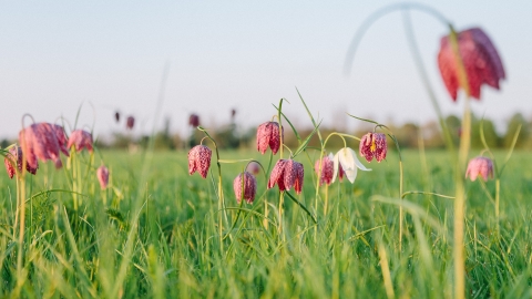 Portholme meadow