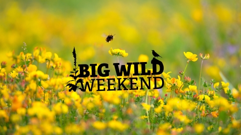 Big WIld Weekend logo