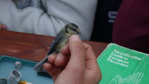 Bird ringing