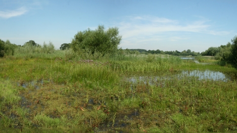 Godmanchester Nature Reserve