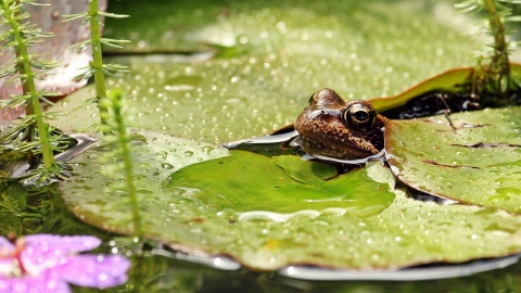 Frog in pond