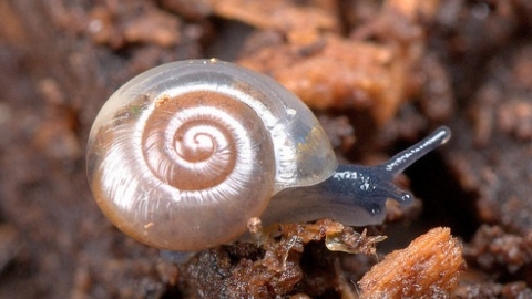 snails