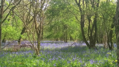 Bluebells in Lady's Wood 