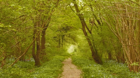 Hayley Wood - April 2019