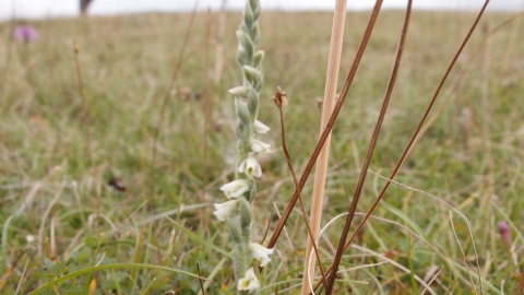 Lady's tresses