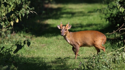 Muntjac deer